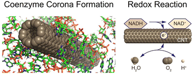 Graphical abstract: Coenzyme corona formation on carbon nanotubes leads to disruption of the redox balance in metabolic reactions