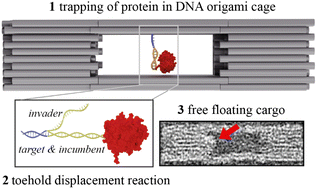 Graphical abstract: Trapping of protein cargo molecules inside DNA origami nanocages