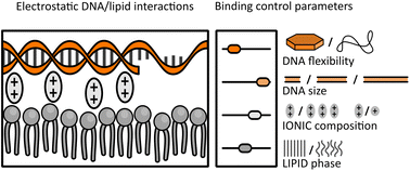 Graphical abstract: Interplay of the mechanical and structural properties of DNA nanostructures determines their electrostatic interactions with lipid membranes