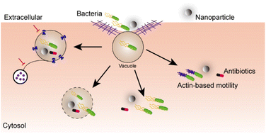 Graphical abstract: Endocytosis-mediated redistribution of antibiotics targets intracellular bacteria