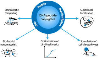 Graphical abstract: Integration of functional peptides into nucleic acid-based nanostructures