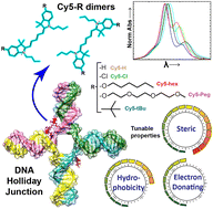 Graphical abstract: Towards control of excitonic coupling in DNA-templated Cy5 aggregates: the principal role of chemical substituent hydrophobicity and steric interactions