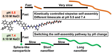 Graphical abstract: Control of the stepwise self-assembly process of a pH-responsive amphiphilic 4-aminoquinoline-tetraphenylethene conjugate