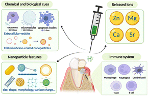 Graphical abstract: Immunomodulatory nanotherapeutic approaches for periodontal tissue regeneration