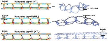 Graphical abstract: Programming rigidity into size-defined wireframe DNA nanotubes