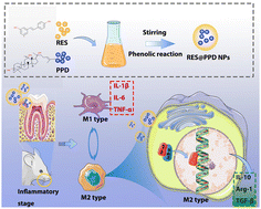 Graphical abstract: Facile engineering of resveratrol nanoparticles loaded with 20(S)-protopanaxadiol for the treatment of periodontitis by regulating the macrophage phenotype