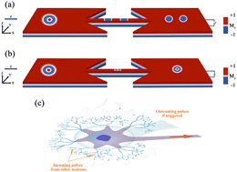 Graphical abstract: Control and regulation of skyrmionic topological charge in a novel synthetic antiferromagnetic nanostructure