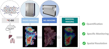 Graphical abstract: Correlative radioimaging and mass spectrometry imaging: a powerful combination to study 14C-graphene oxide in vivo biodistribution
