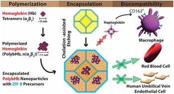 Graphical abstract: ZIF-8 metal organic framework nanoparticle loaded with tense quaternary state polymerized bovine hemoglobin: potential red blood cell substitute with antioxidant properties