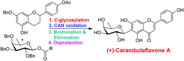 Graphical abstract: Convergent synthesis of (+)-carambolaflavone A, an antidiabetic agent using a bismuth triflate-catalyzed C-aryl glycosylation