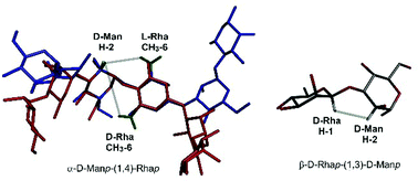 Graphical abstract: ROESY and 13C NMR to distinguish between d- and l-rhamnose in the α-d-Manp-(1 → 4)-β-Rhap-(1 → 3) repeating motif