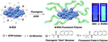 Graphical abstract: Fluorogenic monomer activation for protein-initiated atom transfer radical polymerization