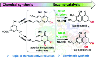 Graphical abstract: Chemoenzymatic total synthesis of nodulones C and D using a naphthol reductase of Magnaporthe grisea