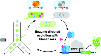 Graphical abstract: Enzyme directed evolution using genetically encodable biosensors