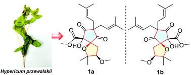 Graphical abstract: (±)-Walskiiglucinol A, a pair of rearranged acylphloroglucinol derivative enantiomers from Hypericum przewalskii