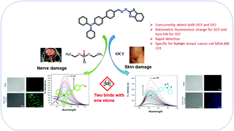 Graphical abstract: A dual-channel chemodosimetric sensor for discrimination between hypochlorite and nerve-agent mimic DCP: application on human breast cancer cells