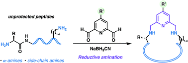 Graphical abstract: Peptide macrocyclisation via late-stage reductive amination