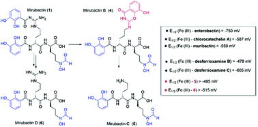 Graphical abstract: Degradation of mirubactin to multiple siderophores with varying Fe(iii) chelation properties