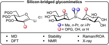 Graphical abstract: Silicon-bridged (1→1)-disaccharides: an umpoled glycomimetic scaffold