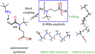 Graphical abstract: Unveiling the conformational landscape of achiral all-cis tert-butyl β-peptoids