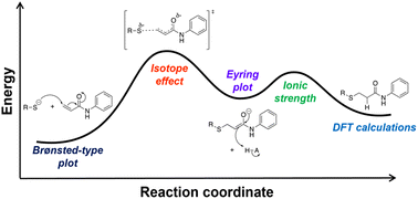 Graphical abstract: A mechanistic study of thiol addition to N-phenylacrylamide