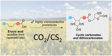 Graphical abstract: Chemoselective cycloadditions to epoxide derivatives of erucic acid with CO2 and CS2: controlled access to value-added bio-derived compounds