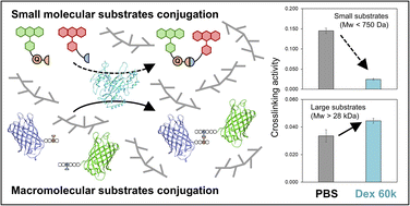 Graphical abstract: Molecular crowding elicits the acceleration of enzymatic crosslinking of macromolecular substrates