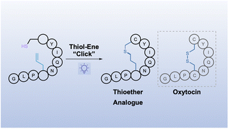 Graphical abstract: Thioether analogues of the pituitary neuropeptide oxytocin via thiol–ene macrocyclisation of unprotected peptides