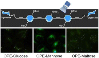 Graphical abstract: Amino-OPE glycosides and blue light: a powerful synergy in photodynamic therapy