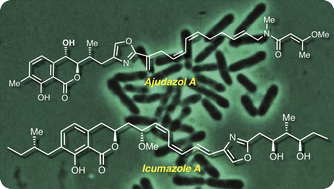Graphical abstract: Synthesis of isochromanone containing natural products from myxobacteria