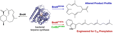 Graphical abstract: Mutation of the eunicellane synthase Bnd4 alters its product profile and expands its prenylation ability