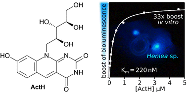 Graphical abstract: Deazaflavin cofactor boosts earthworms Henlea bioluminescence