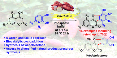 Graphical abstract: Catecholase-catalyzed synthesis of wedelolactone, a natural coumestan and its analogs