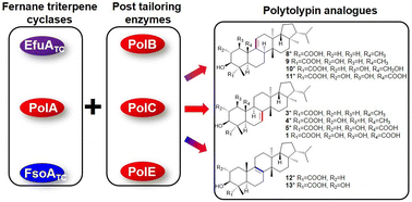 Graphical abstract: Biosynthetic characterization of the antifungal fernane-type triterpenoid polytolypin for generation of new analogues via combinatorial biosynthesis