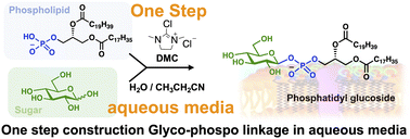 Graphical abstract: Protecting-group-free glycosylation of phosphatidic acid in aqueous media