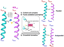 Graphical abstract: Photo-induced crosslinking uncovers an antiparallel strand orientation in heterodimeric (EIAALEK)3/(KIAALKE)3 and (EIAALEK)3/(RIAALRE)3 coiled-coil systems
