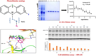 Graphical abstract: Synthesis, kinetics and cellular studies of new phenothiazine analogs as potent human-TLK inhibitors