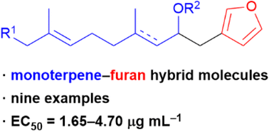 Graphical abstract: Chemical synthesis and antifouling activity of monoterpene–furan hybrid molecules