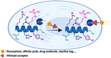 Graphical abstract: Thia-Michael addition: the route to promising opportunities for fast and cysteine-specific modification