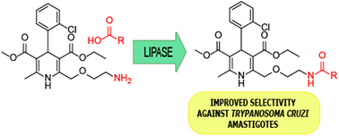 Graphical abstract: Enzymatic synthesis of amlodipine amides and evaluation of their anti-Trypanosoma cruzi activity