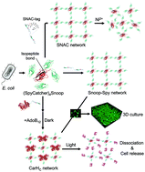 Graphical abstract: From 4-arm star proteins to diverse stimuli-responsive molecular networks enabled by orthogonal genetically encoded click chemistries