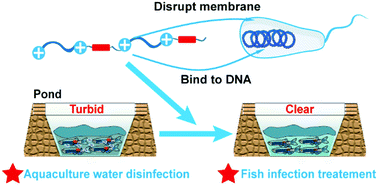 Graphical abstract: A degradable, broad-spectrum and resistance-resistant antimicrobial oligoguanidine as a disinfecting and therapeutic agent in aquaculture