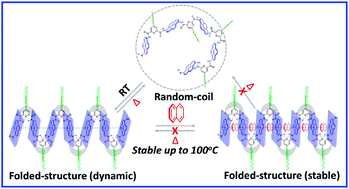 Graphical abstract: Folding of aromatic polyamides into a rare intrachain β-sheet type structure and further reinforcement of the secondary structure through host–guest interactions