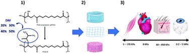 Graphical abstract: Low methacrylated poly(glycerol sebacate) for soft tissue engineering