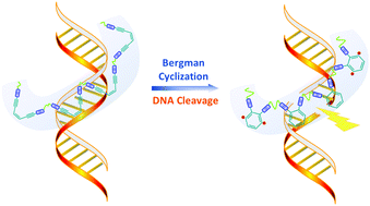 Graphical abstract: Bergman cyclization of main-chain enediyne polymers for enhanced DNA cleavage