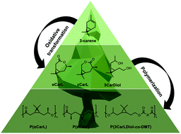 Graphical abstract: Polyester synthesis based on 3-carene as renewable feedstock