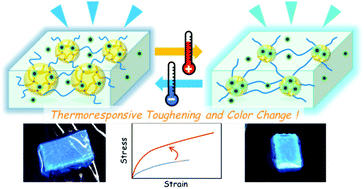 Graphical abstract: Structure–property correlation of crosslinked domain hydrogels exhibiting thermoresponsive mechanical toughening and hybridization with photoluminescent carbon dots