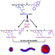 Graphical abstract: Polymers with multiple functions: α,ω-macromolecular photoinitiators/chain transfer agents used in aqueous photoinitiated polymerization-induced self-assembly