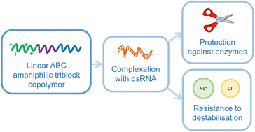Graphical abstract: Linear ABC amphiphilic triblock copolymers for complexation and protection of dsRNA