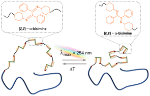 Graphical abstract: Photoswitchable block copolymers based on main chain α-bisimines